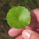Hydrocotyle vulgaris L.Hydrocotyle vulgaris L.
