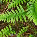 Polypodium interjectum ShivasPolypodium interjectum Shivas