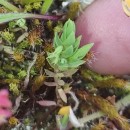 Lysimachia linum-stellatum L.Lysimachia linum-stellatum L.