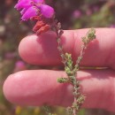 Erica ciliaris L.Erica ciliaris L.