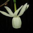 Narcissus triandrus L.Narcissus triandrus L.