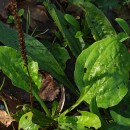 Plantago major  L.Plantago major  L.