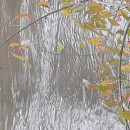 Euonymus europaeus L.Euonymus europaeus L.