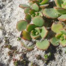 Aeonium haworthii Salm-Dyck ex Webb & Berthel.Aeonium haworthii Salm-Dyck ex Webb & Berthel.