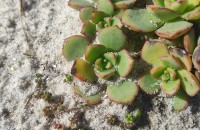 Aeonium haworthii Salm-Dyck ex Webb & Berthel.Aeonium haworthii Salm-Dyck ex Webb & Berthel.