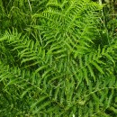 Pteridium aquilinum (L.) KuhnPteridium aquilinum (L.) Kuhn