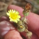 Andryala integrifolia L.Andryala integrifolia L.