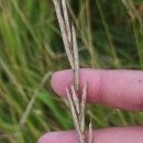 Brachypodium pinnatum (L.) Beauv.Brachypodium pinnatum (L.) Beauv.
