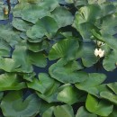 Nymphaea alba L.Nymphaea alba L.