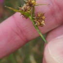 Carex demissa Hornem.Carex demissa Hornem.