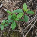 Frangula alnus Mill.Frangula alnus Mill.