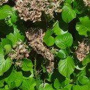 Hydrangea macrophylla (Thunb.) Ser.Hydrangea macrophylla (Thunb.) Ser.