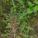 Genista berberidea LangeGenista berberidea Lange