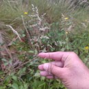 Poa pratensis L.Poa pratensis L.