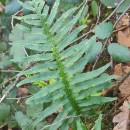 Polypodium cambricum  L.Polypodium cambricum  L.