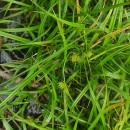 Carex demissa Hornem.Carex demissa Hornem.