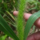 Setaria faberi Herm.Setaria faberi Herm.