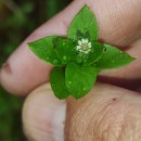 Stellaria media (L.) Vill.Stellaria media (L.) Vill.