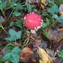 Amanita muscaria (L.) Lam. 1783Amanita muscaria (L.) Lam. 1783