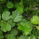 Alnus glutinosa (L.) Gaertn.Alnus glutinosa (L.) Gaertn.