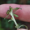 Gnaphalium uliginosum L.Gnaphalium uliginosum L.