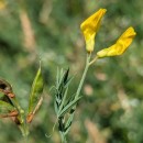 Lathyrus pratensis L.Lathyrus pratensis L.