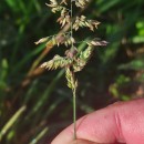 Holcus lanatus L.Holcus lanatus L.