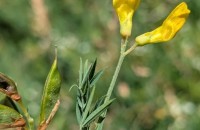 Lathyrus pratensis L.Lathyrus pratensis L.