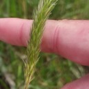 Anthoxanthum amarum Brot.Anthoxanthum amarum Brot.