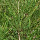Genista berberidea LangeGenista berberidea Lange
