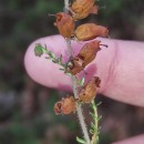 Erica ciliaris L.Erica ciliaris L.