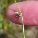 Isolepis setacea (L.) R.Br.Isolepis setacea (L.) R.Br.