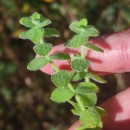 Hypericum elodes L.Hypericum elodes L.