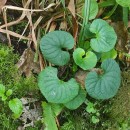 Viola palustris L.Viola palustris L.