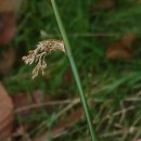 Juncus effusus L.Juncus effusus L.