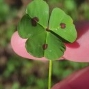 Medicago arabica (L.) Huds.Medicago arabica (L.) Huds.