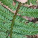 Polystichum setiferum (Forssk.) Woyn.Polystichum setiferum (Forssk.) Woyn.