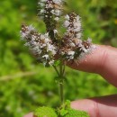 Mentha suaveolens Ehrh.Mentha suaveolens Ehrh.
