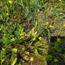 Ranunculus ophioglossifolius Vill.Ranunculus ophioglossifolius Vill.