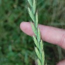 Lolium multiflorum Lam.Lolium multiflorum Lam.