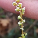 Sesamoides purpurascens (L.) G. LópezSesamoides purpurascens (L.) G. López