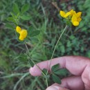 Lotus pedunculatus Cav.Lotus pedunculatus Cav.