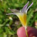 Romulea bulbocodium (L.) Sebast. & MauriRomulea bulbocodium (L.) Sebast. & Mauri