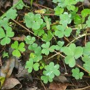 Oxalis corniculata L.Oxalis corniculata L.