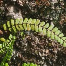 Asplenium trichomanes L. subsp. trichomanesAsplenium trichomanes L. subsp. trichomanes