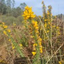 Ulex gallii Planch. subsp. galliiUlex gallii Planch. subsp. gallii