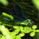 Calopteryx virgo (Linnaeus, 1758)Calopteryx virgo (Linnaeus, 1758)