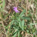Medicago sativa L.Medicago sativa L.