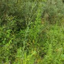 Epilobium parviflorum Schreb.Epilobium parviflorum Schreb.