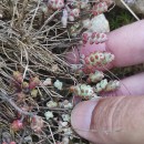 Sedum brevifolium DC.Sedum brevifolium DC.